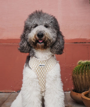 large size dog wearing adjustable straps harness on floral pattern