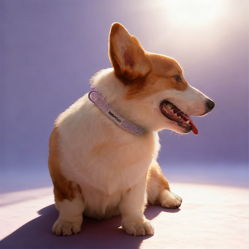  lavender lace best dog training  collars matching the lavender lace harness and owner accessories for daily dog walks