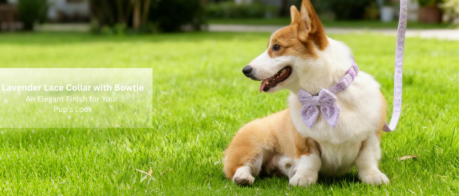 lavender lace collar with bowties designed to match the harness and owner accessories in a coordinated system  