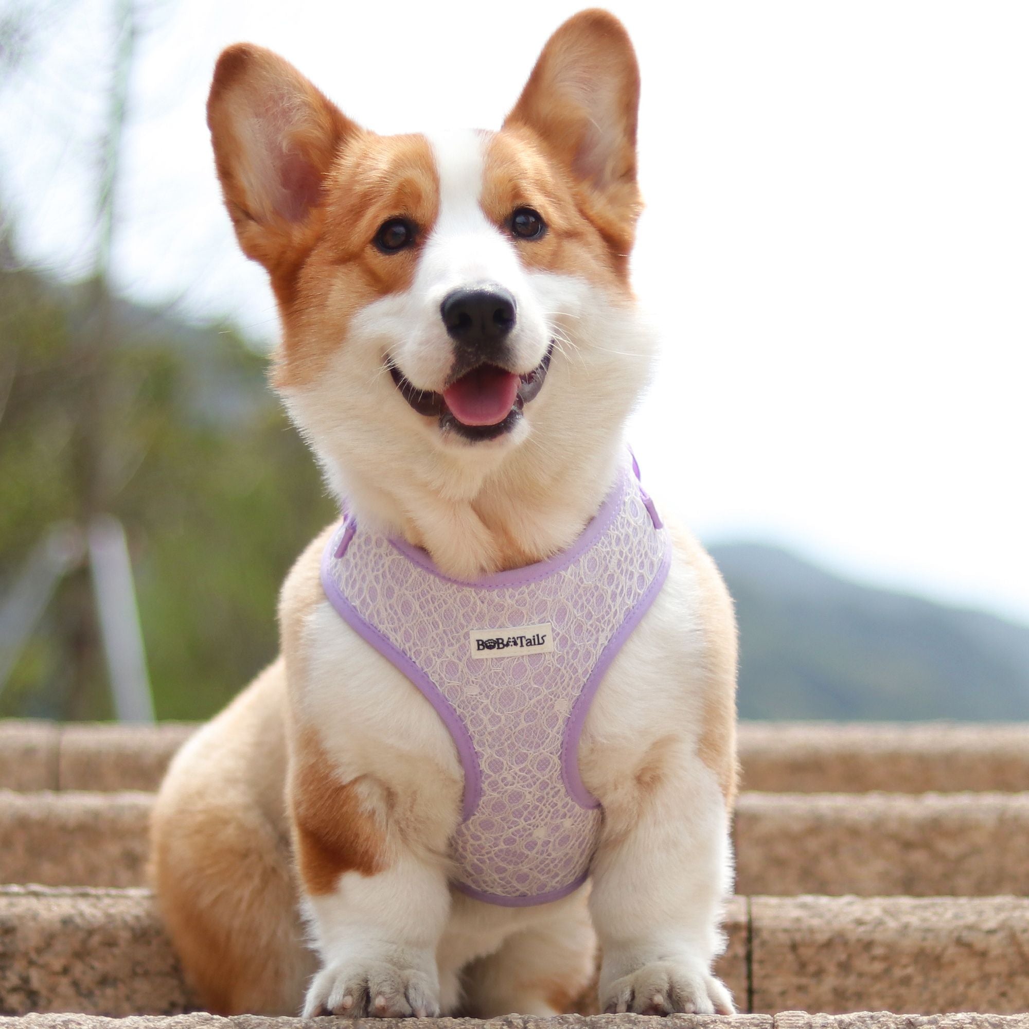 lavender lace cooling vest for dogs  designed as part of a matching dog and owner accessory system for everyday walks