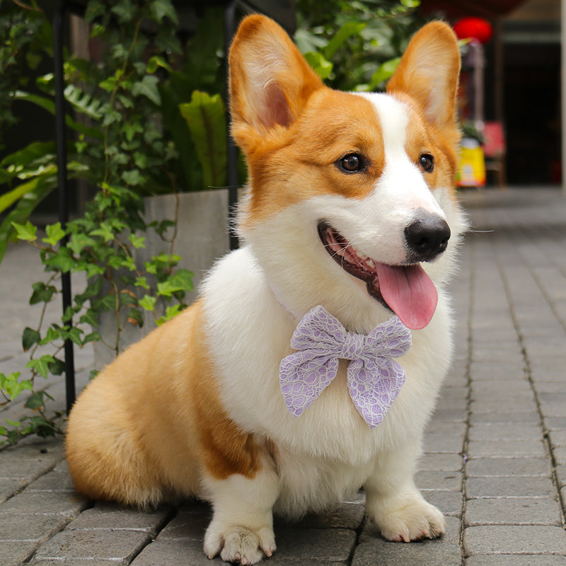 lavender lace dog bow ties for all holiday designed to match the harness and owner accessories in a coordinated system