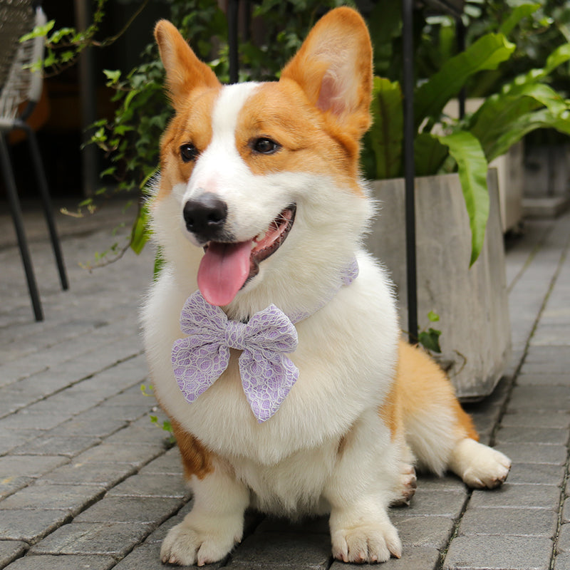 dog collar bow tie designed to match the harness and owner accessories in a coordinated system