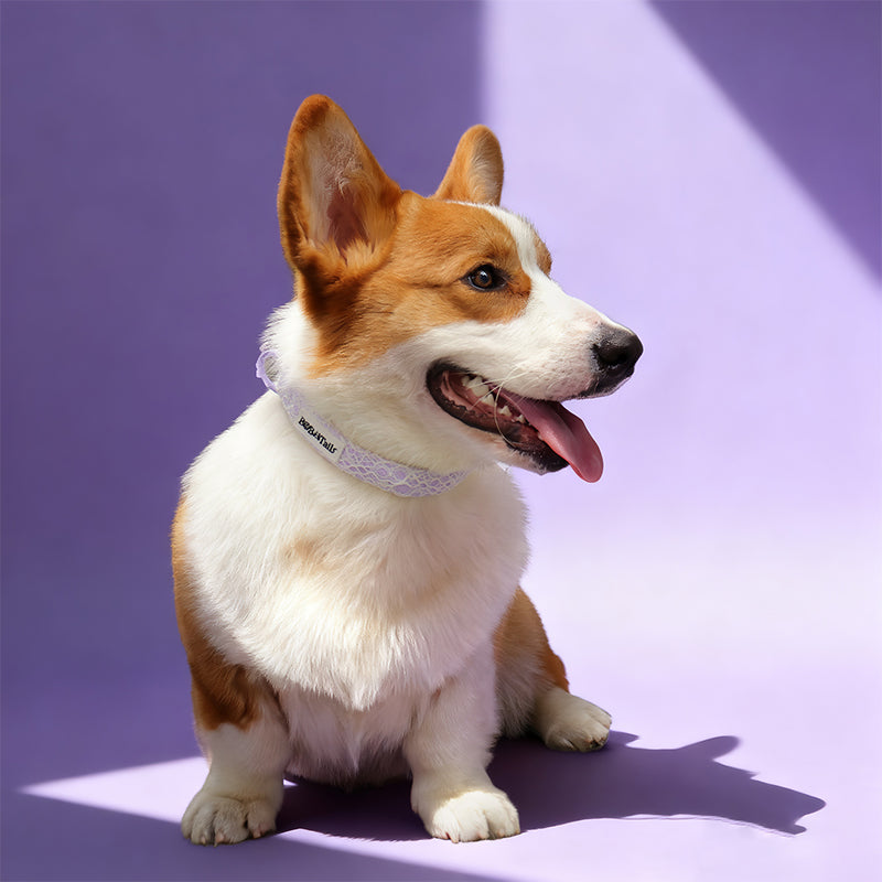 lavender lace dog collar leash and harness sets  designed to match lavender lace dog harness and owner accessories in a coordinated set