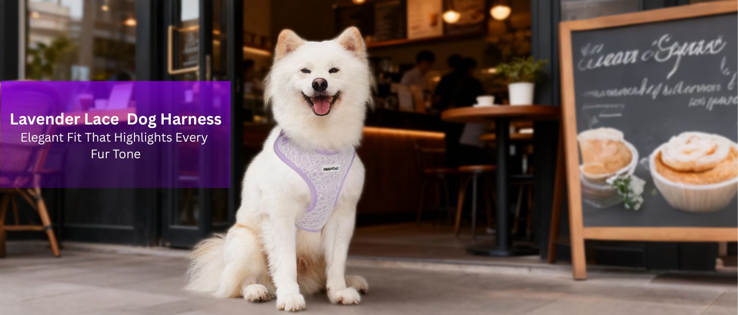 lavender lace dog harness for medium dog  as part of a complete dog and owner matching accessory set
