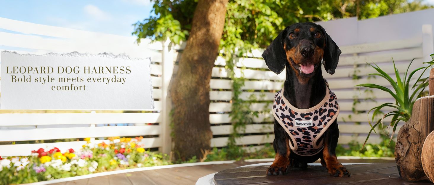 A medium dog Dachshund wearing leopard cute dog harness   designed as part of a matching dog and owner accessory system for everyday walks