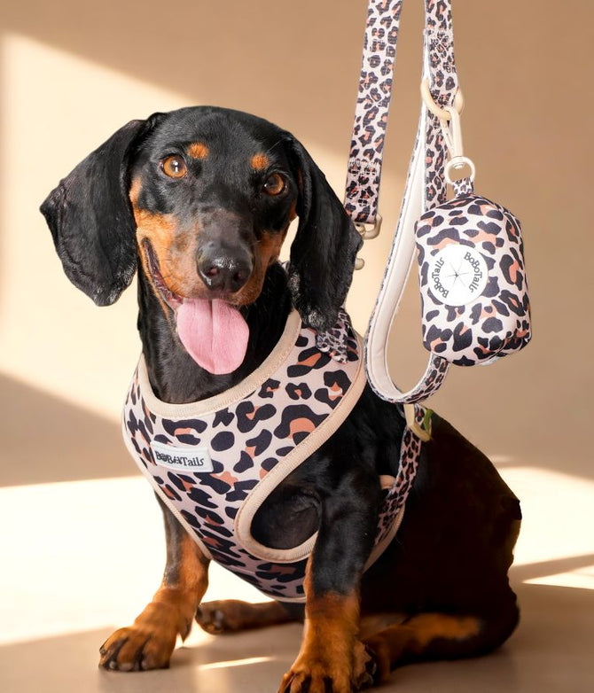 Dachshund Dog wearing a leopard print harness and leash with poop bag holder 