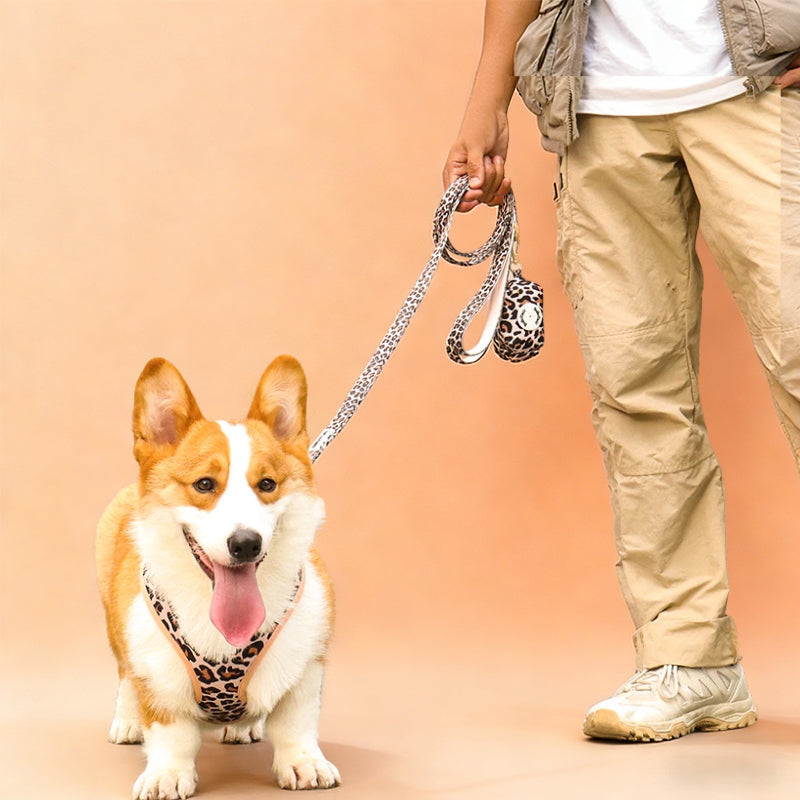 a medium dog corgi wearing on leopard printed dog leash and harness sets  as part of a complete dog and owner matching accessory set