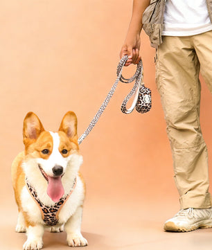 a medium dog corgi wearing on leopard printed dog leash and harness sets  as part of a complete dog and owner matching accessory set