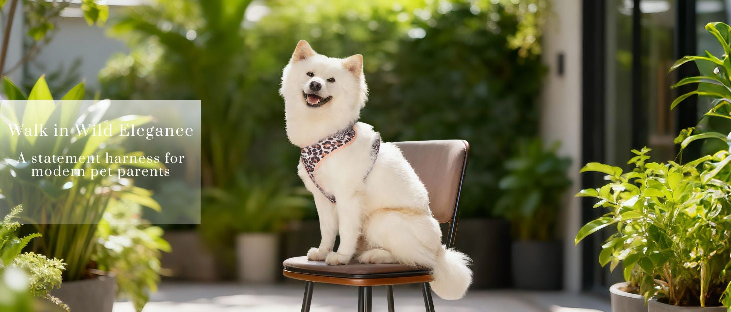Dog wearing leopard no pull harness as part of a coordinated dog and owner accessory system