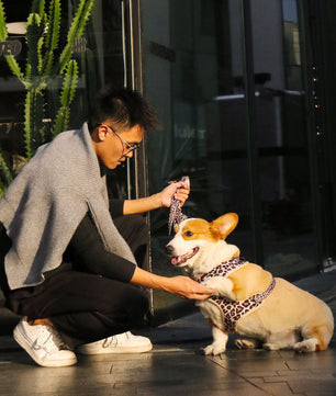 Dog wearing a leopard harness as part of a complete dog and owner matching accessory set