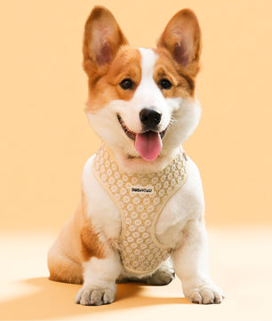 luxury dog harness to match dog owners outfits -bobotails