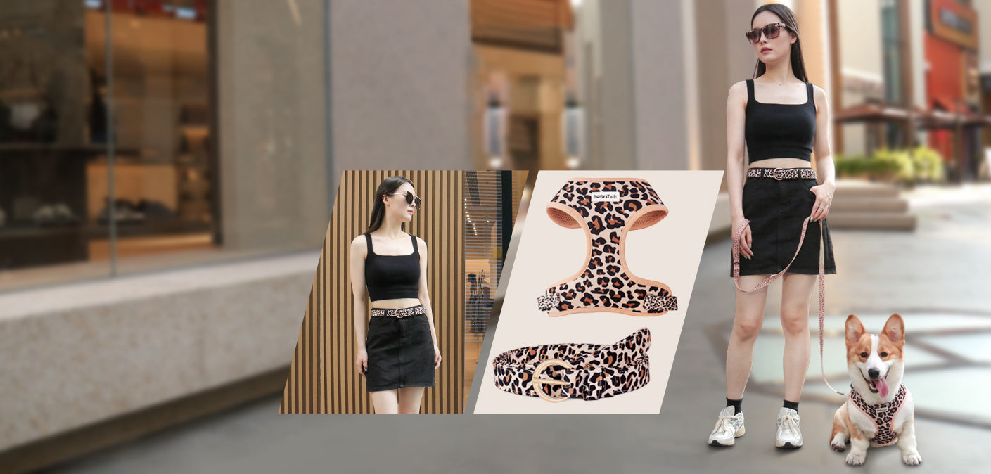 matching dog harness set and woman belt  as part of a complete dog and owner matching accessory set