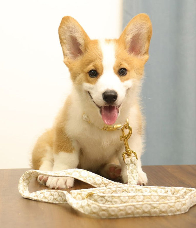Cute puppy with a leash on a wooden surface