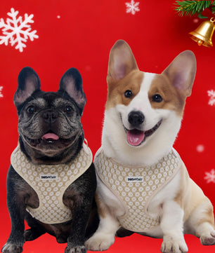 medium size dog wearing Floral Brilliance embroidered harness with adjustable chest strap and floral pattern