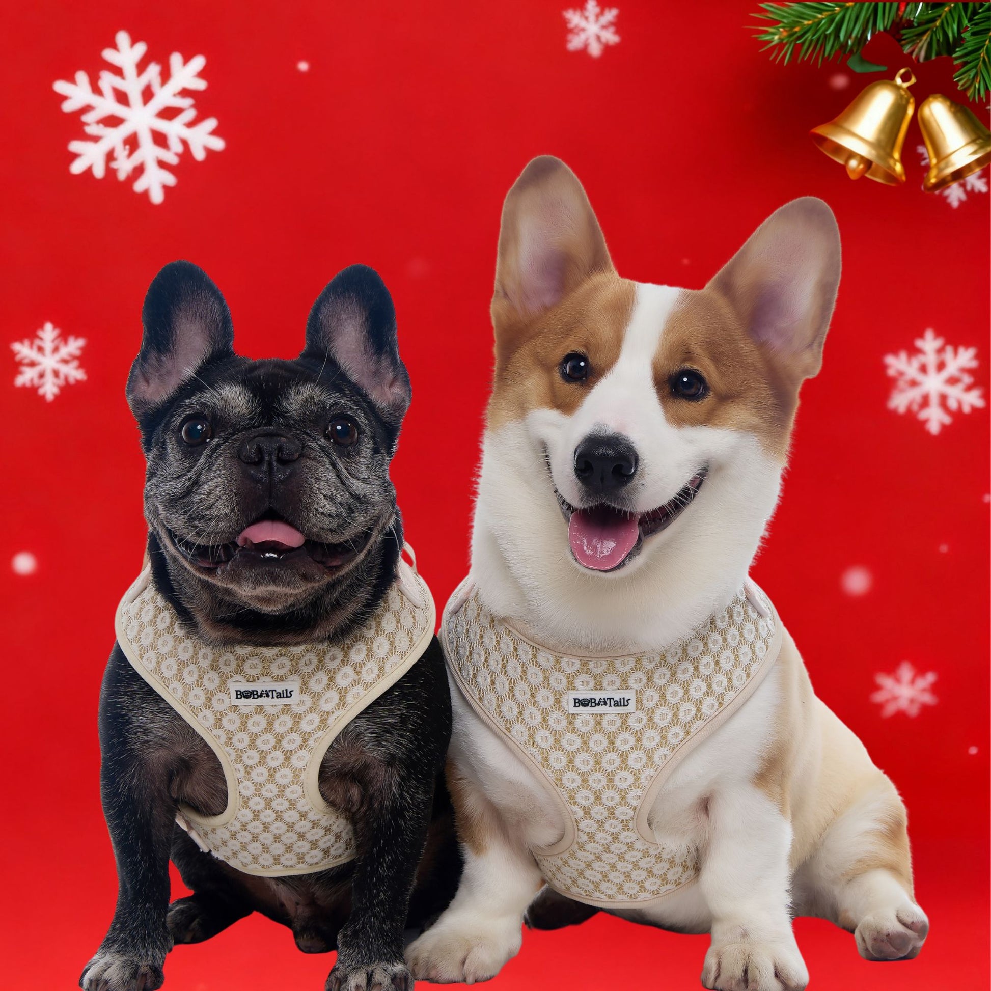 medium size dog wearing Floral Brilliance embroidered harness with adjustable chest strap and floral pattern