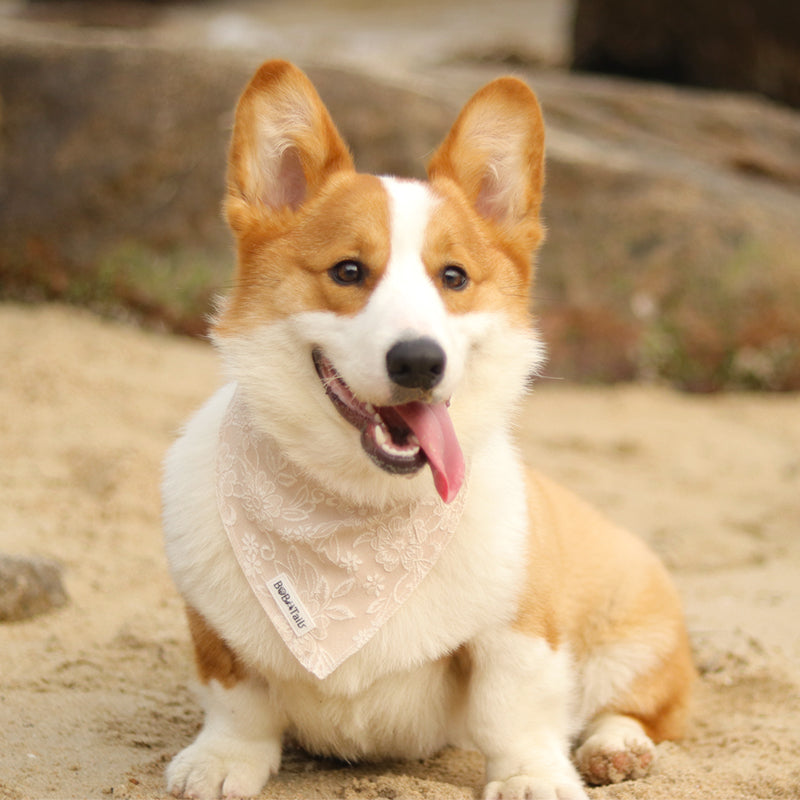 morning glory biscuit bandanas designed to complement the harness and accessories within the set