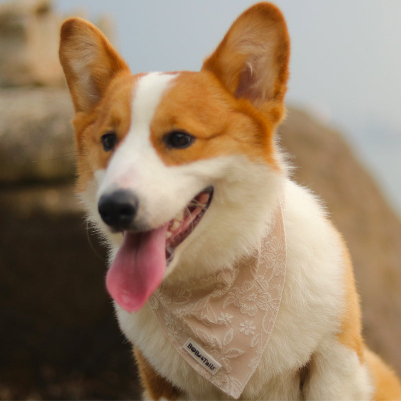 morning glory biscuit bandanas for dog designed to complement the harness and accessories within the set