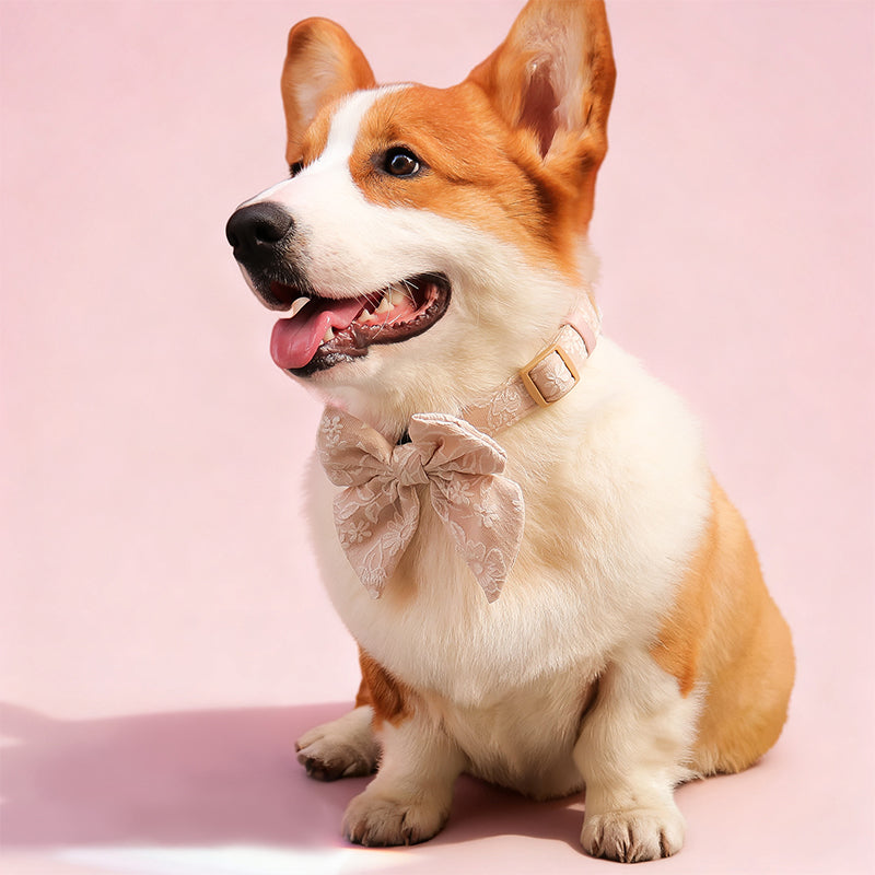 morning glory biscuit bow tie dog designed to complement the harness and accessories within the set