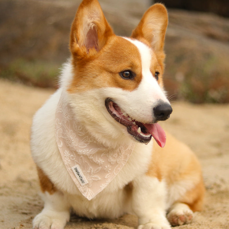 morning glory biscuit dog bandanas designed to complement the harness and accessories within the set