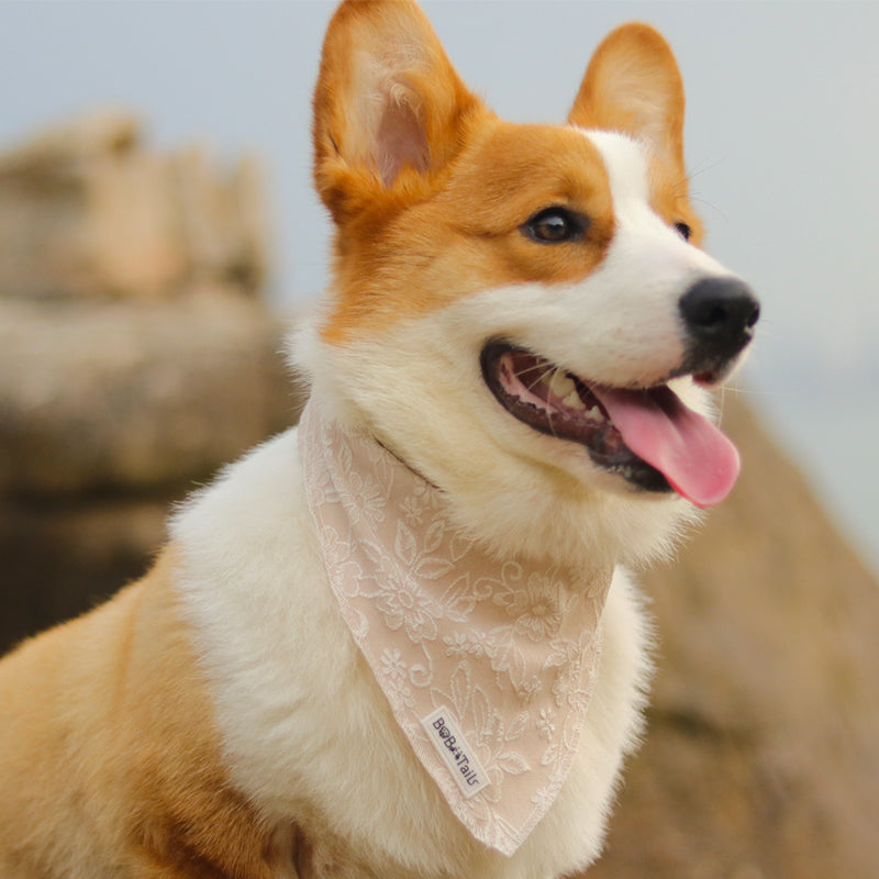 morning glory biscuit dog bandanas designed to complement the harness and accessories within the set