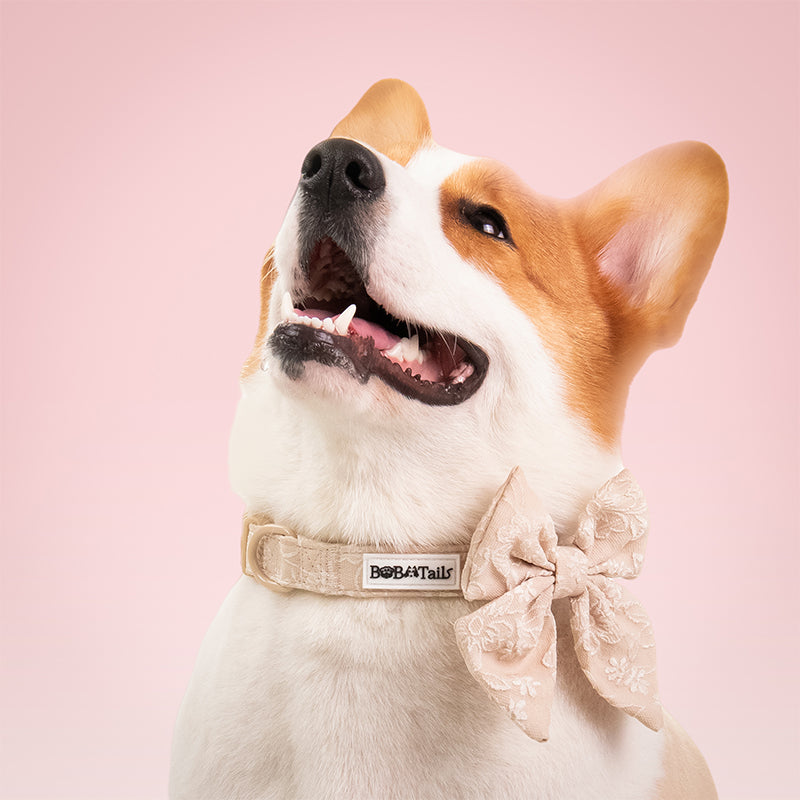 morning glory biscuit  dog bow tie collars designed to complement the harness and accessories within the set
