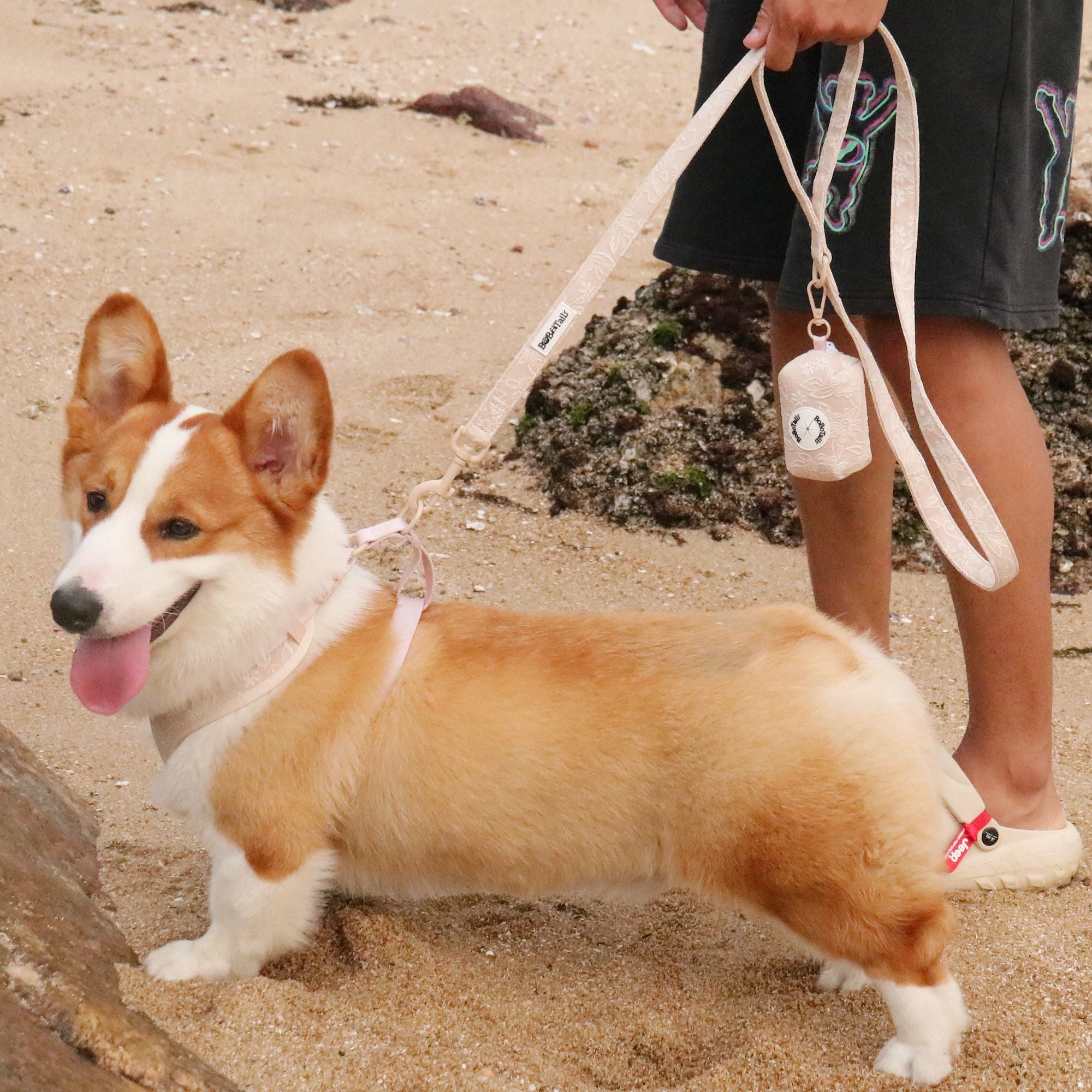 morning glory biscuit dog harness and leash sets as part of a complete dog and owner matching accessory set