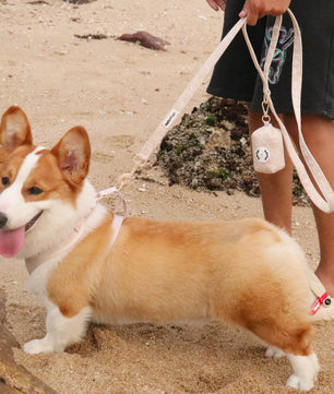 morning glory biscuit dog harness and leash sets as part of a complete dog and owner matching accessory set