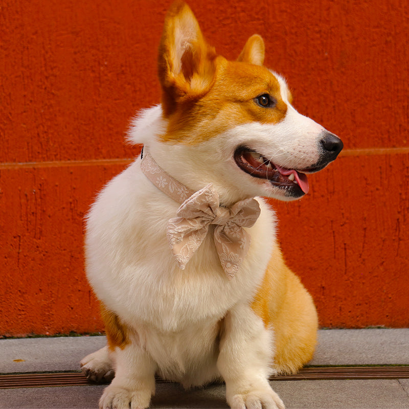 morning glory biscuit dogs in bow ties matching the harness and owner accessories in a coordinated set 