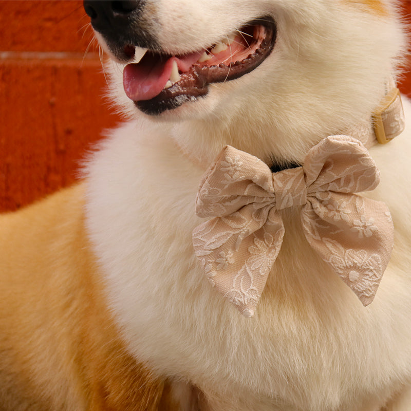 morning glory biscuit large dog bow tie designed to match the harness and owner accessories in a coordinated system