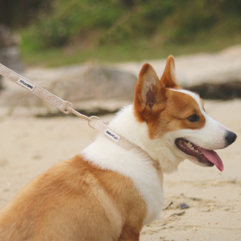 morning glory biscuit standard dog leash matching the harness and owner accessories in a coordinated set