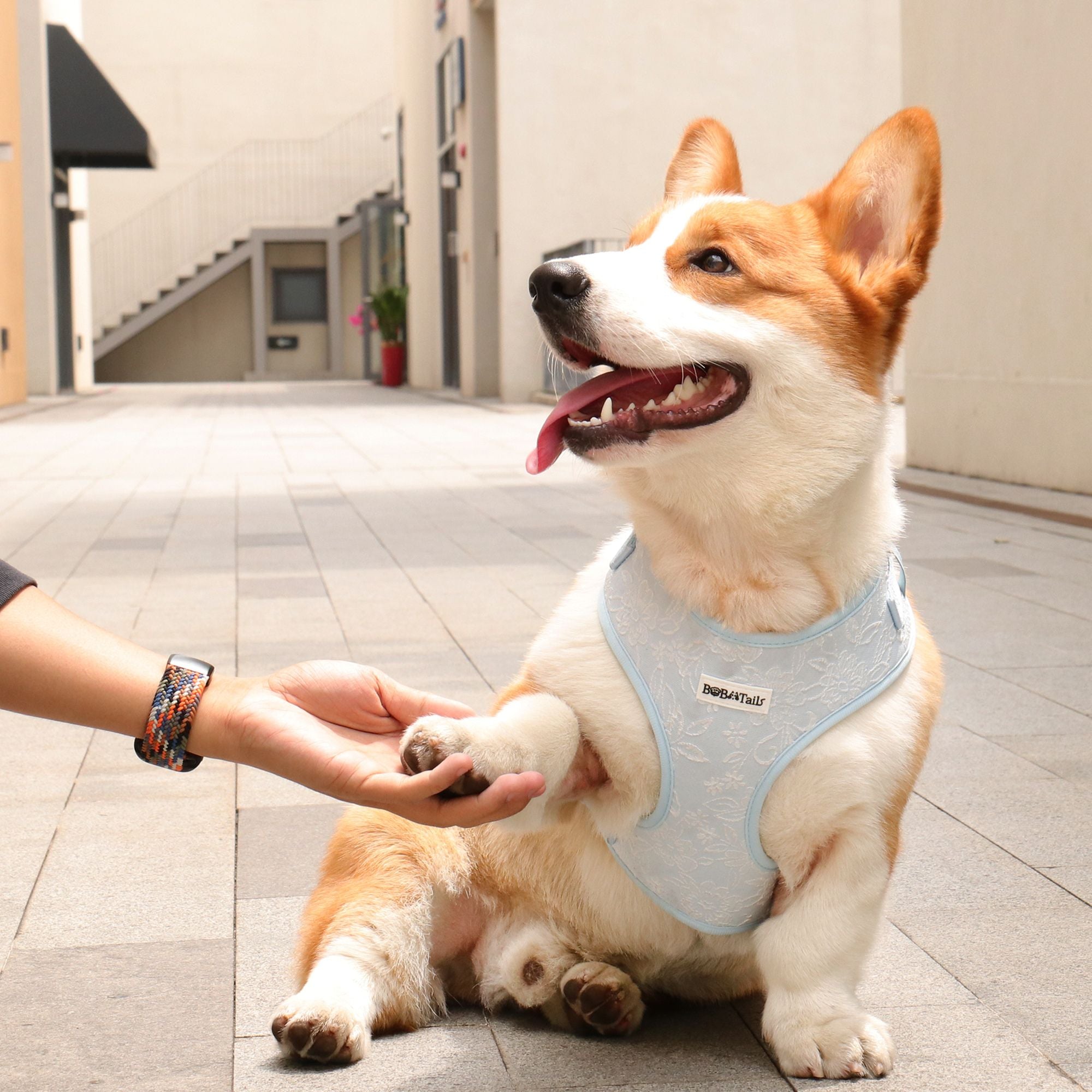 a medium dog corgi wearing bobotails morning glory blue anti pulling dog harness matching dog and owner accessories designed as one coordinated system
