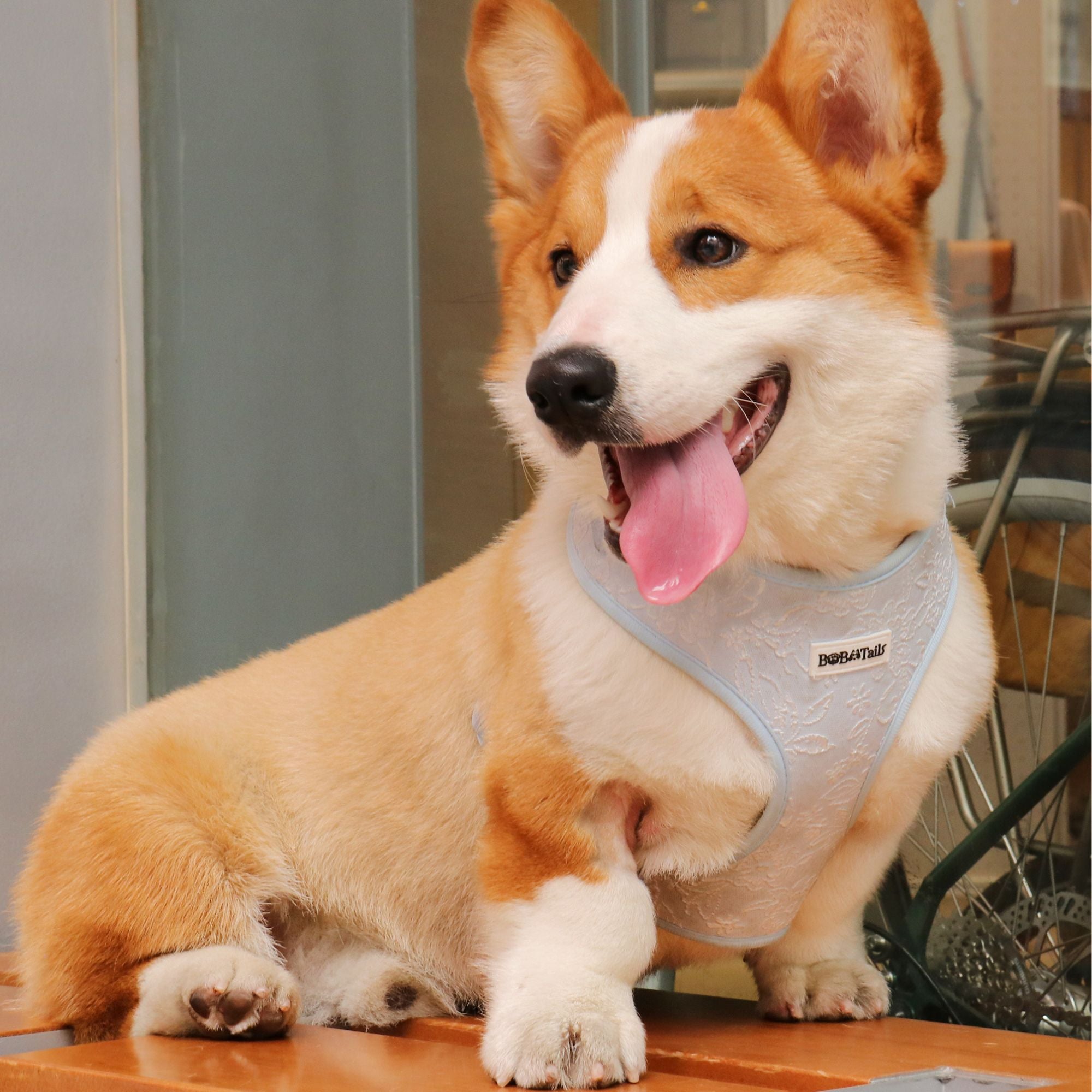 morning glory blue best harness for dogs  as part of a matching dog and owner accessory system for everyday walks