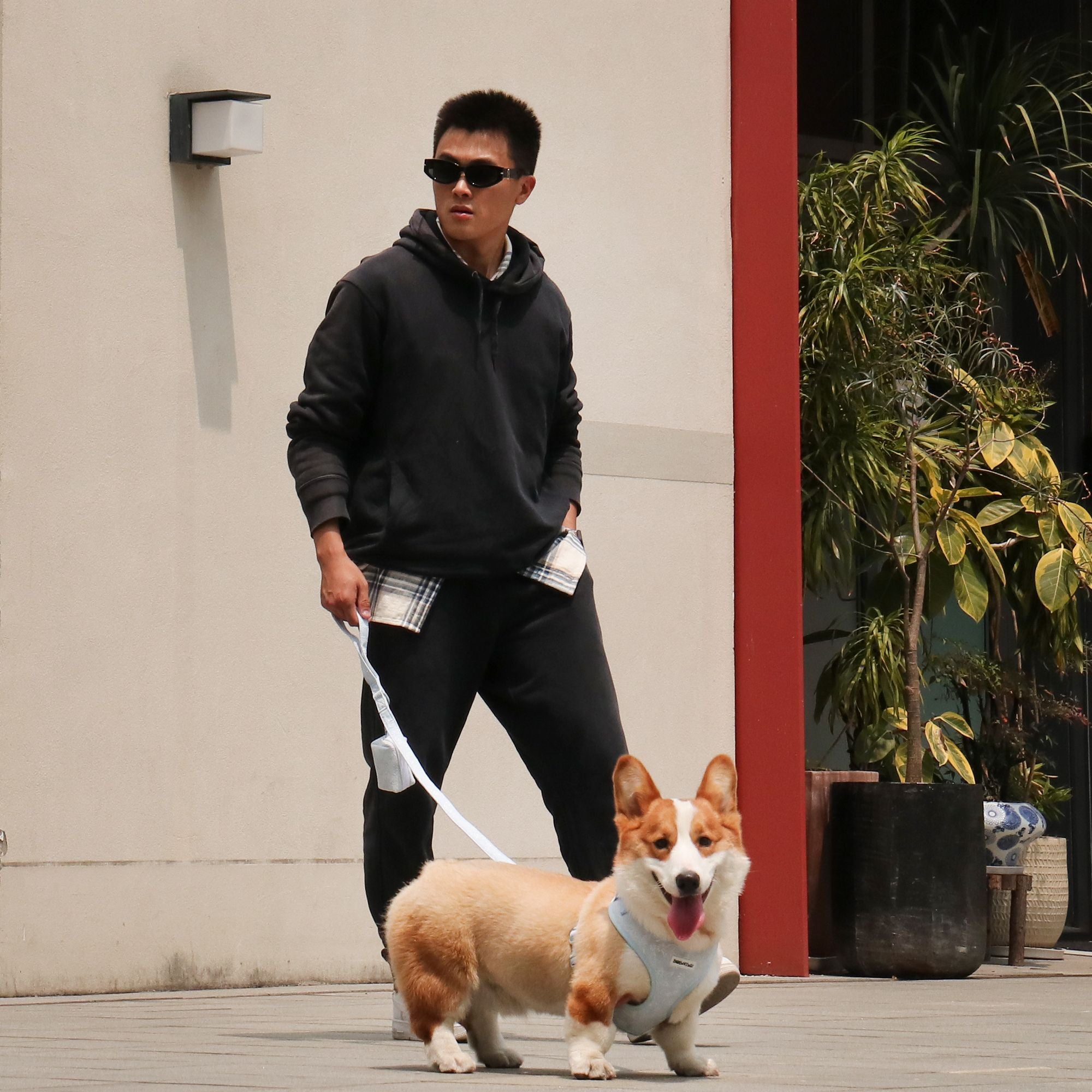 morning glory blue dog leash and harness set design as part of a complete dog and owner matching accessory set