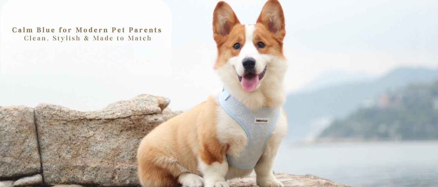 morning glory blue front harness for dogs designed as part of a matching dog and owner accessory system for everyday walks