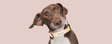 ocean ripple matching harnress dog collar for all breeds dogs