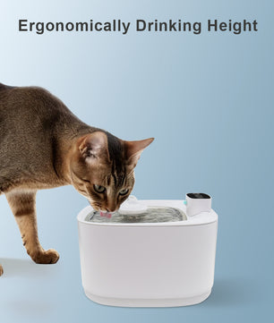 Hydration station for cats with replaceable carbon filter