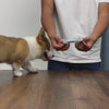 Bobotails new fashion and stylish collection morning glory tactical collar for small medium and large dogs