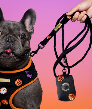 Halloween Dog Harness Matching Set Bundle