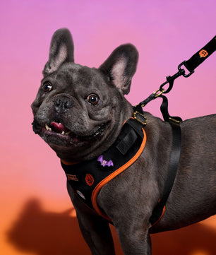 Halloween Velvet Dog Leash