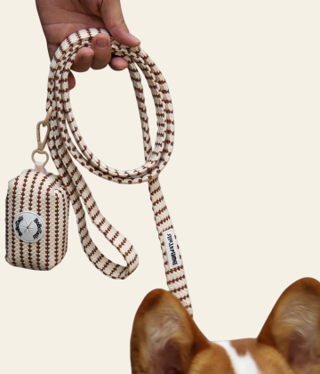 medium dog wearing small grain dog harness and leash set with adjustable chest strap 