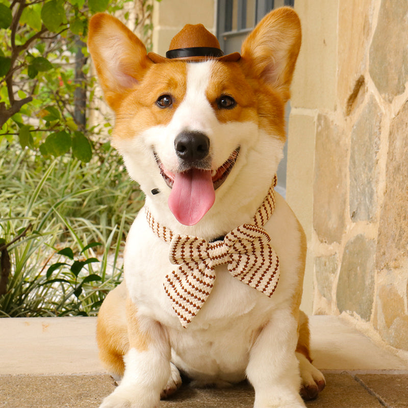 small grain dog bow ties for large dogs