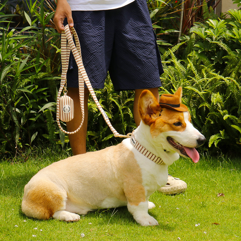 A medium dog corgi wear on Bobotails small grain dog collar and leash set 