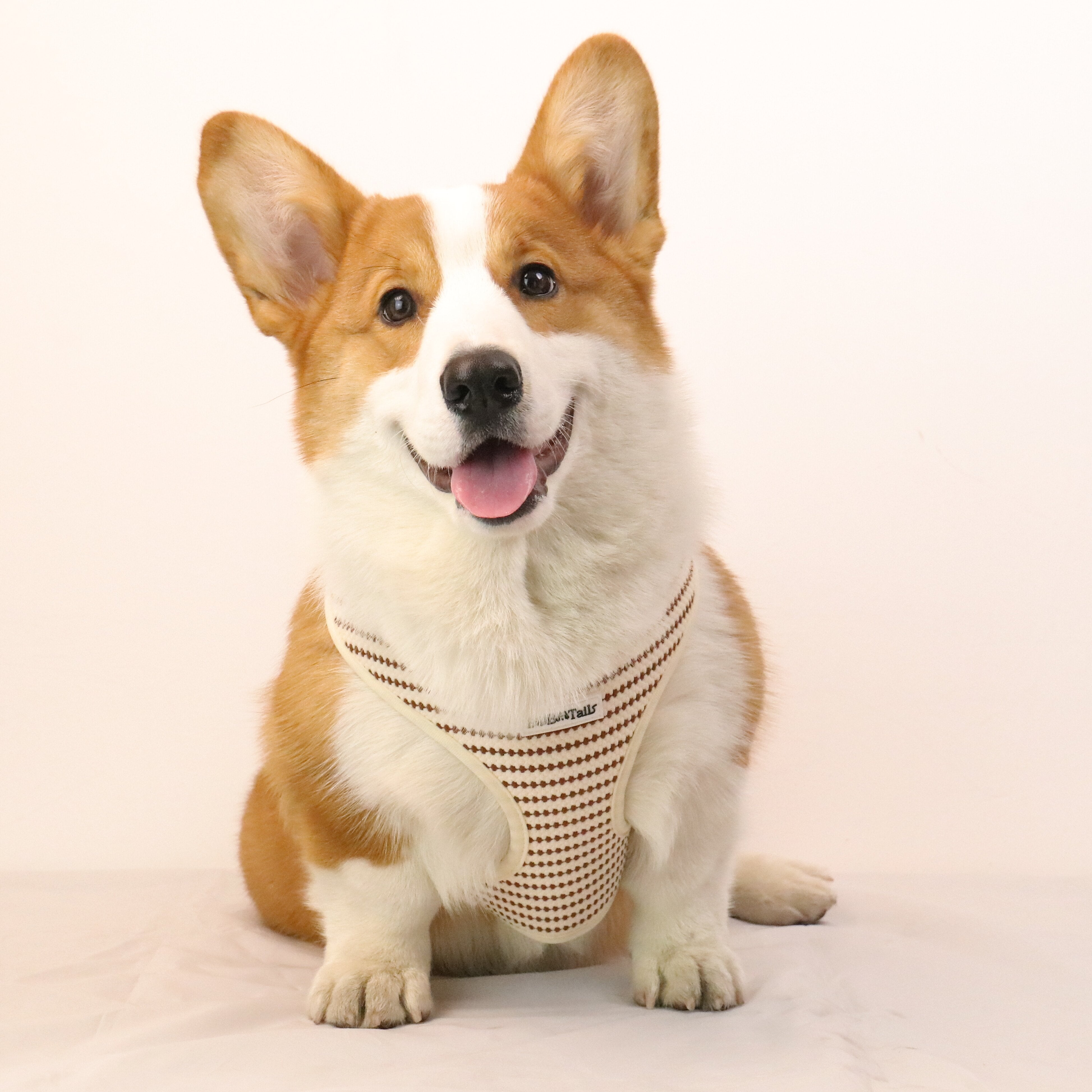 Small Grain X Kleines Hundegeschirr