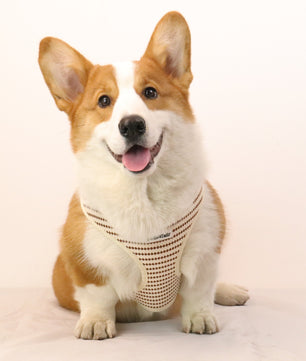 Small Grain X Small Dog Harness