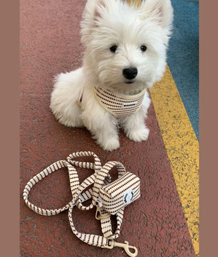 small grain dog harness leash set for extra small dog