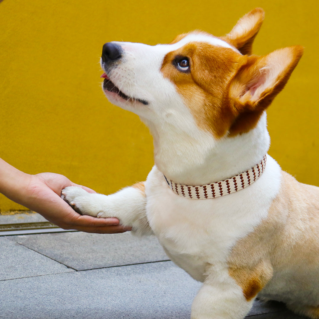 small grain luxury dog collars for small & medium dog