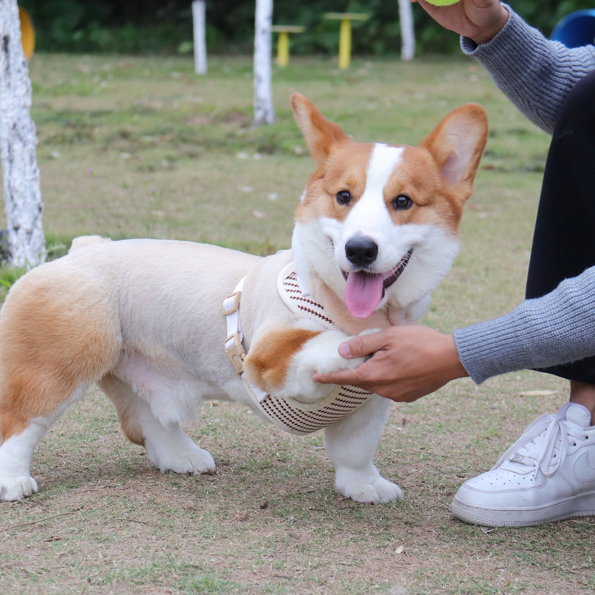 small grain dog harness small sized dog  showing texture and craftsmanship designed for comfort