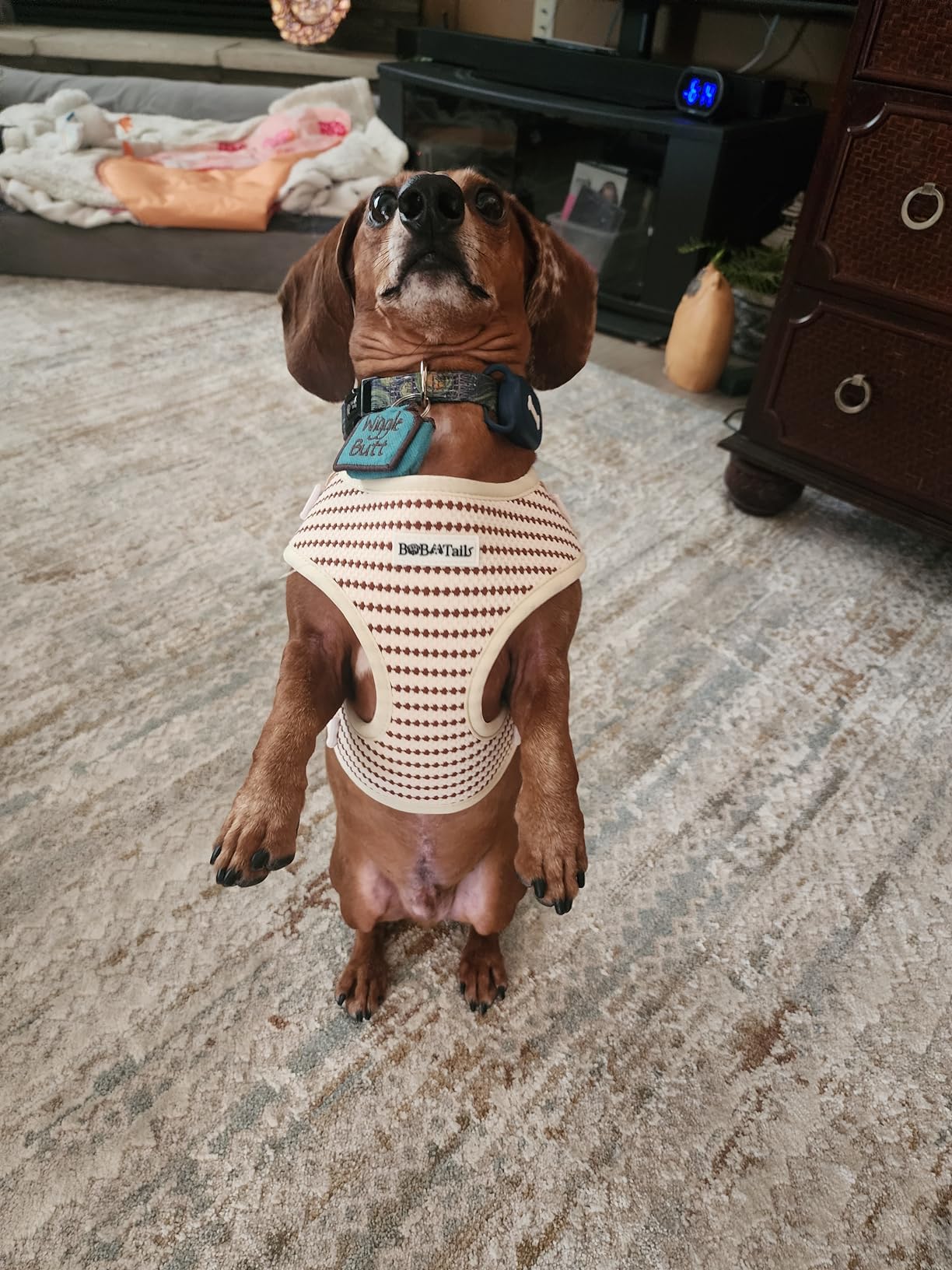 a medium dachshund dog wear on small grain  no pull dog harness  designed as part of a matching dog and owner accessory system for everyday walks