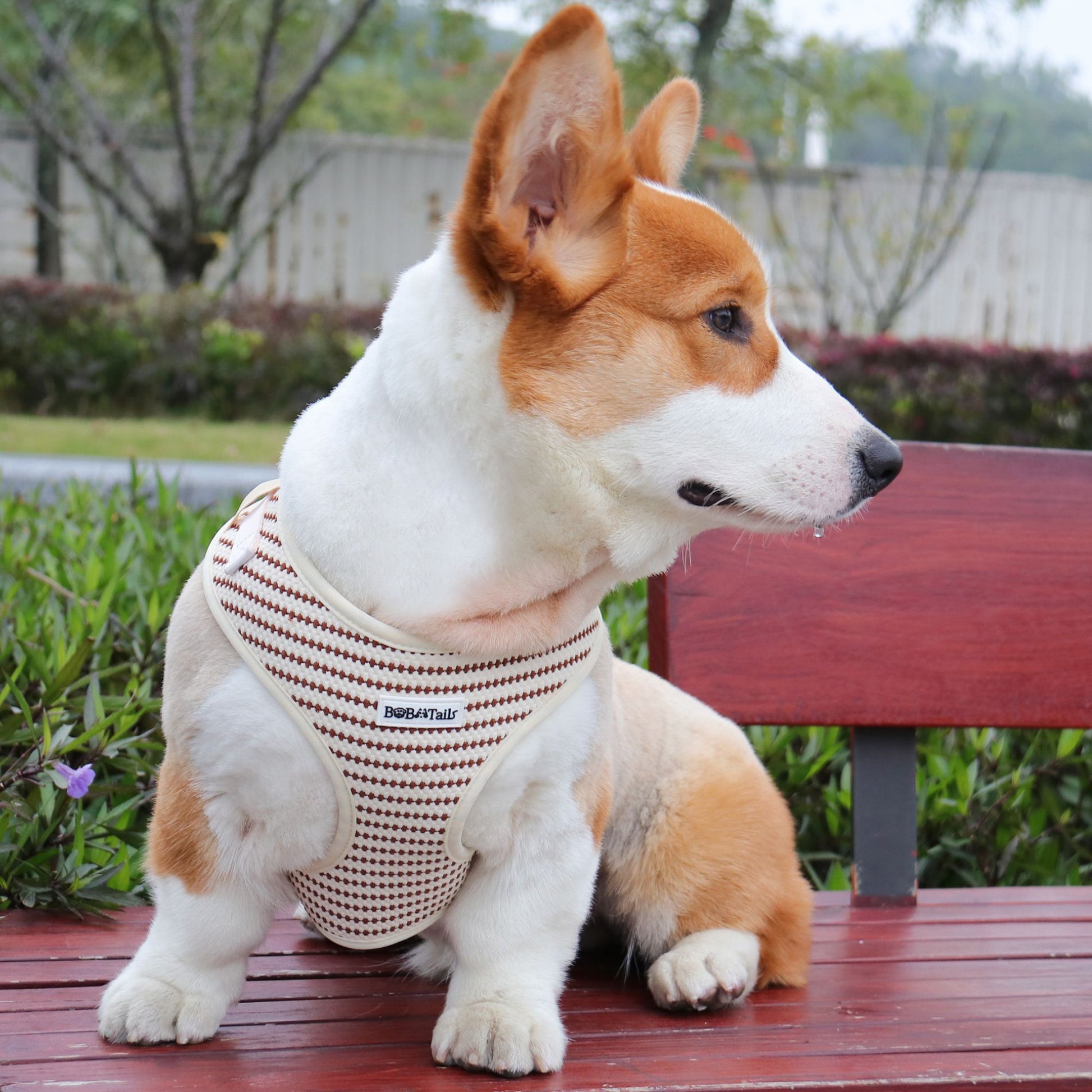 small grain service dog vest wearing on medium dog corgi as part of a complete dog and owner matching accessory set