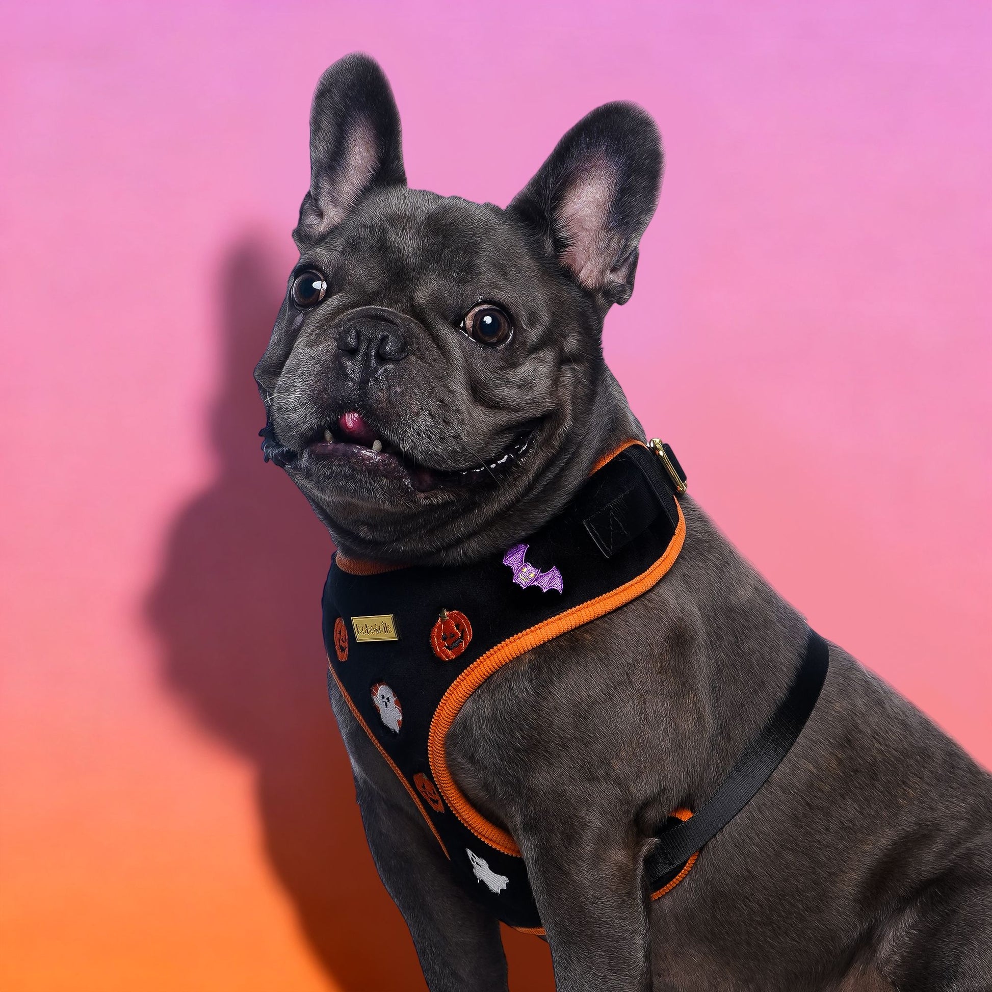Dog wearing a spooky dog harness with a colorful gradient background-bobotails